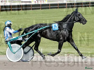 hästar Fin svart märr - Annons 19