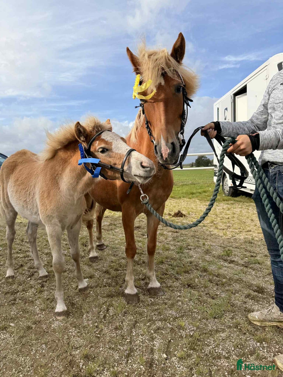 Allround hästar till salu: Trevligt sto med vilja att lära i Nol - Annons 1