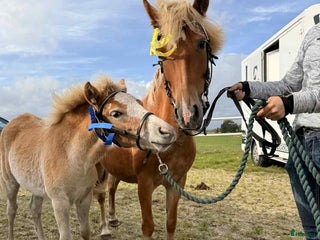 hästar Trevligt sto med vilja att lära i Nol - Annons 7