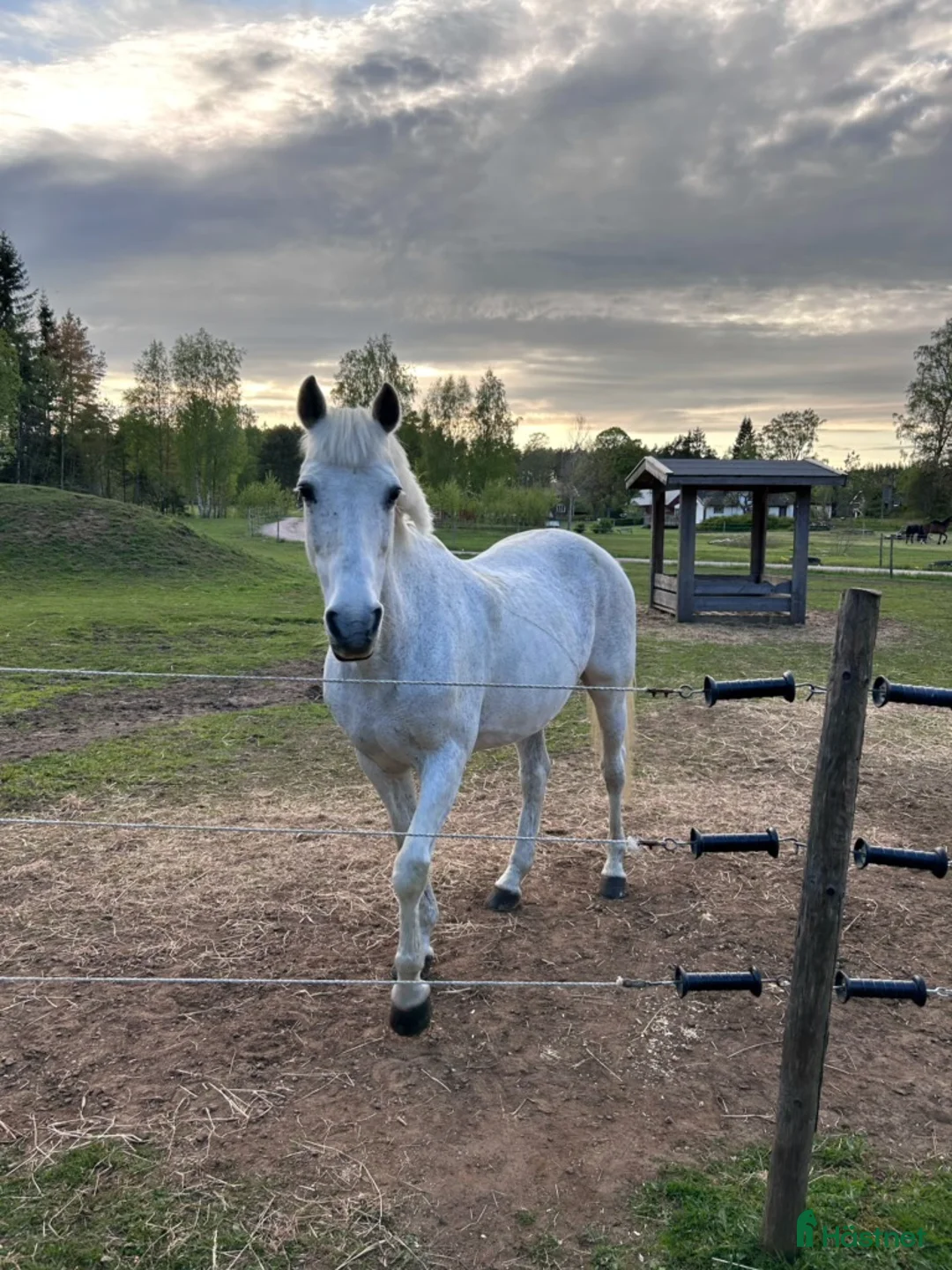 Allround hästar till salu: Trygg och snäll D-ponny – perfekt familjeponny i Skara - Annons 2