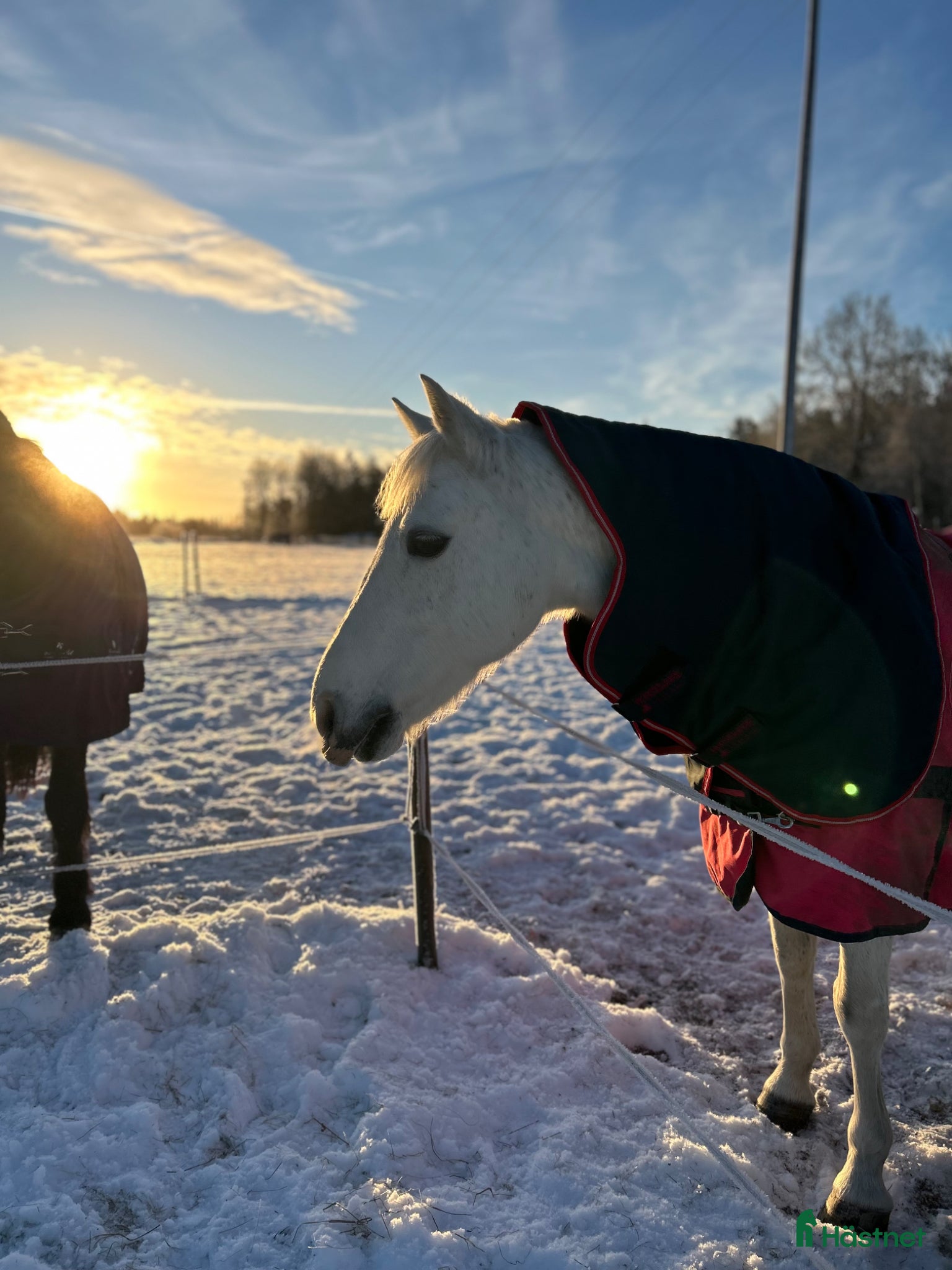  medryttarhäst finnes: Medryttare till Macha💝 - Annons 4