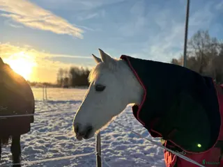 medryttarhäst finnes: Medryttare till Macha💝 - Annons 4