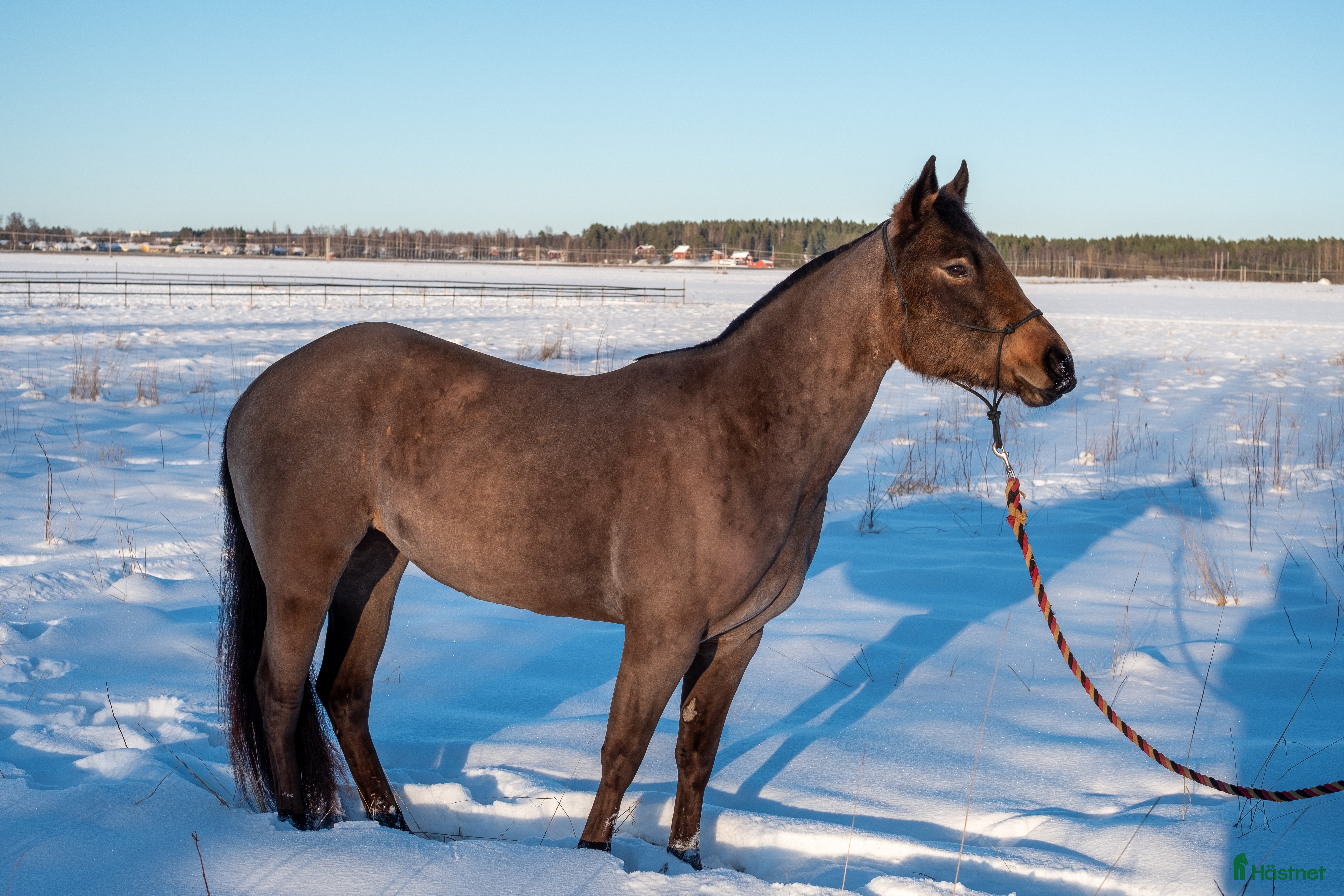  hästar DC Reminici Chex i Umeå - Annons 3