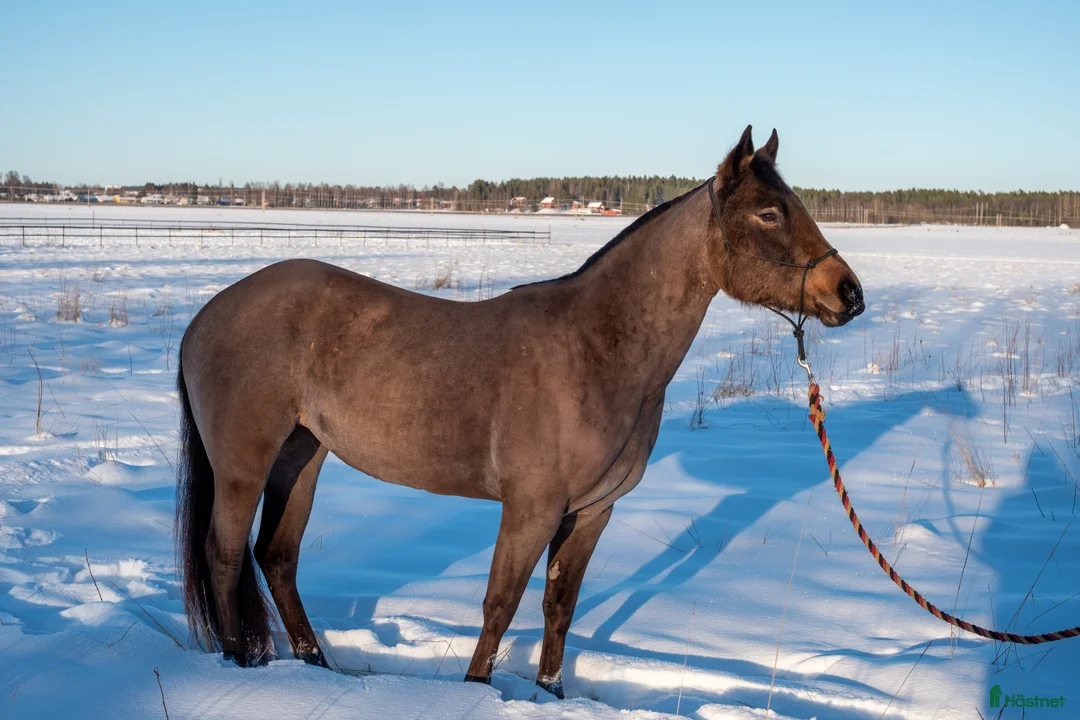 Western hästar till salu: DC Reminici Chex i Umeå - Annons 1
