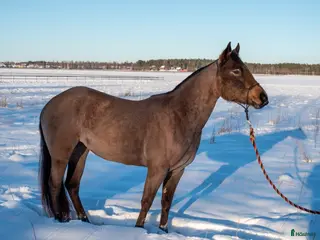 hästar DC Reminici Chex i Umeå - Annons 3