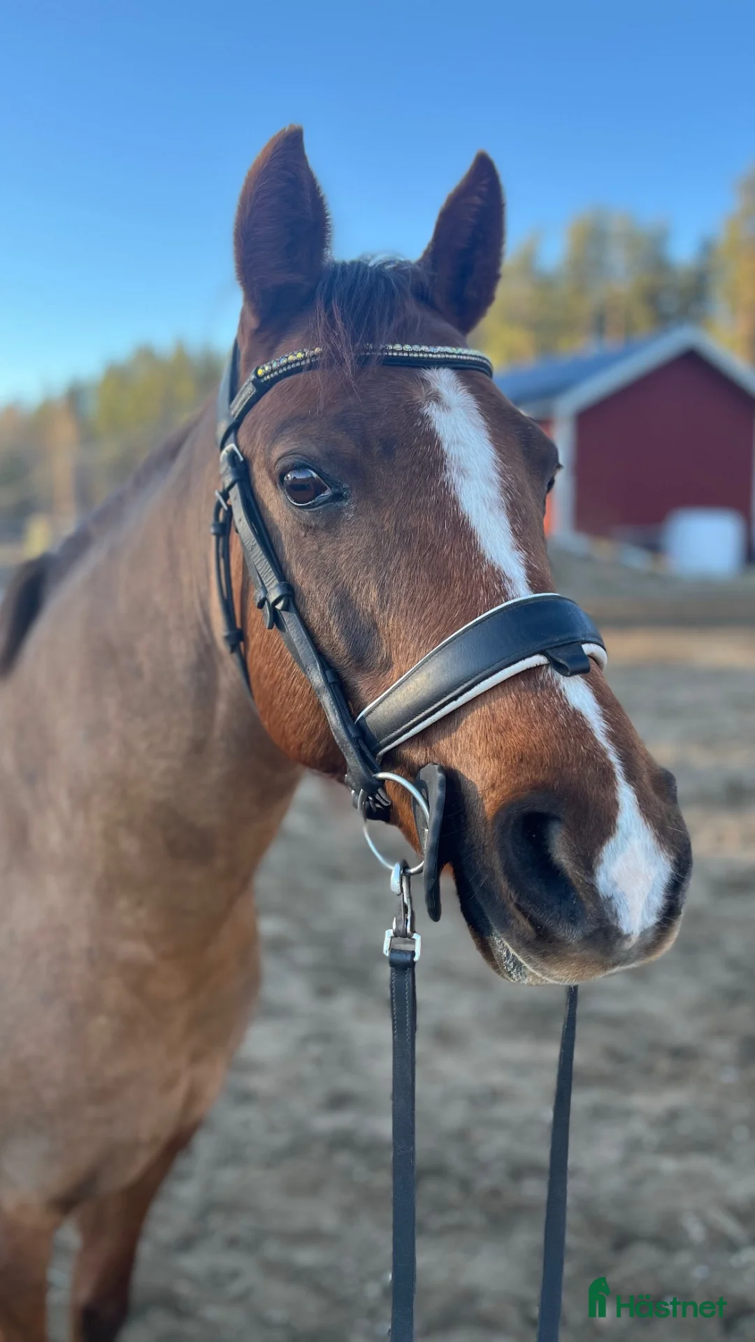 Allround hästar till salu: Trevlig c-ponny❤️ i Järvsö - Annons 2