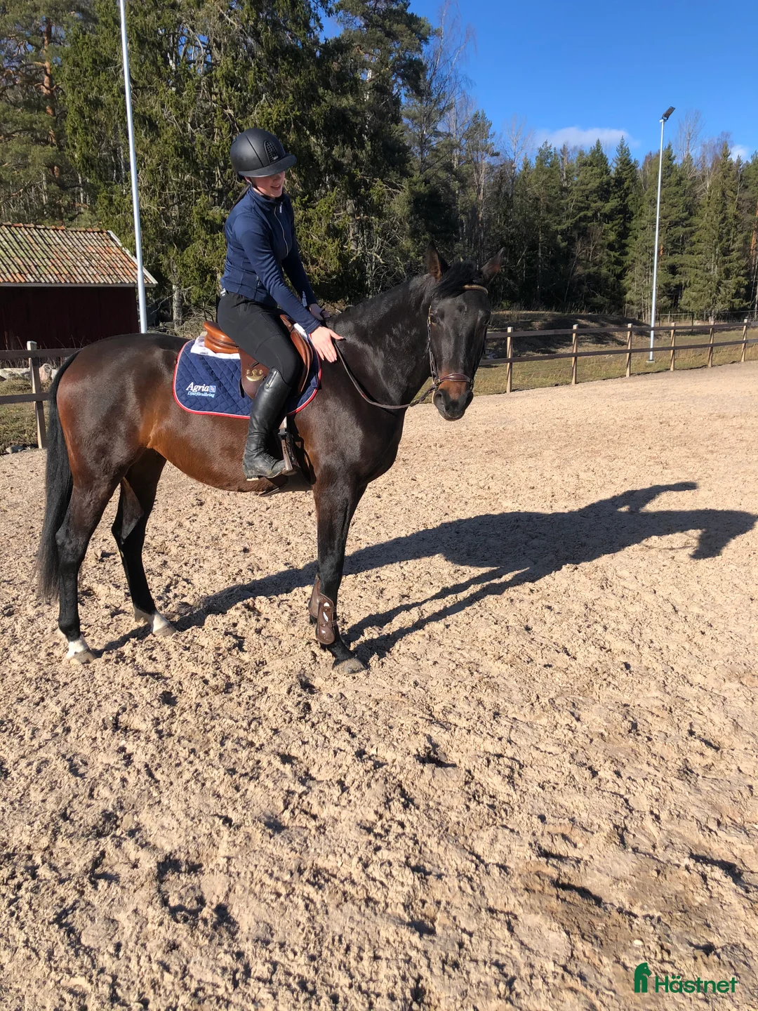 Allround hästar till salu: Avel/projekt i Enköping - Annons 3