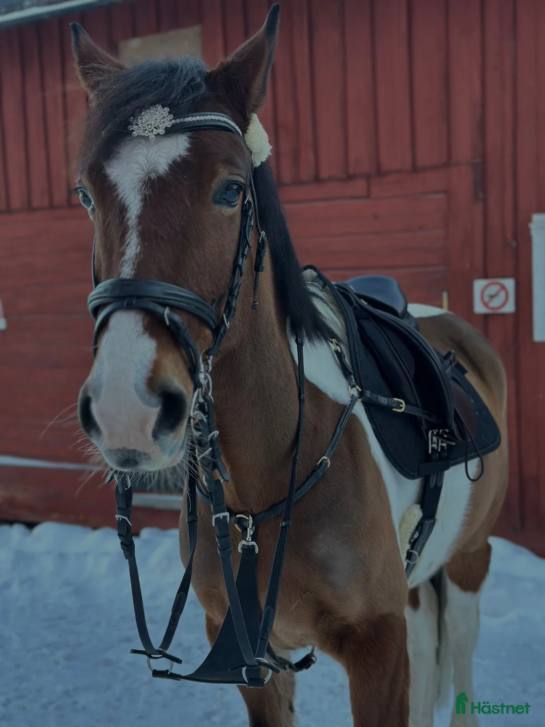 Allround hästar till salu: Mångsidig ponny med kapacitet  - Annons 2