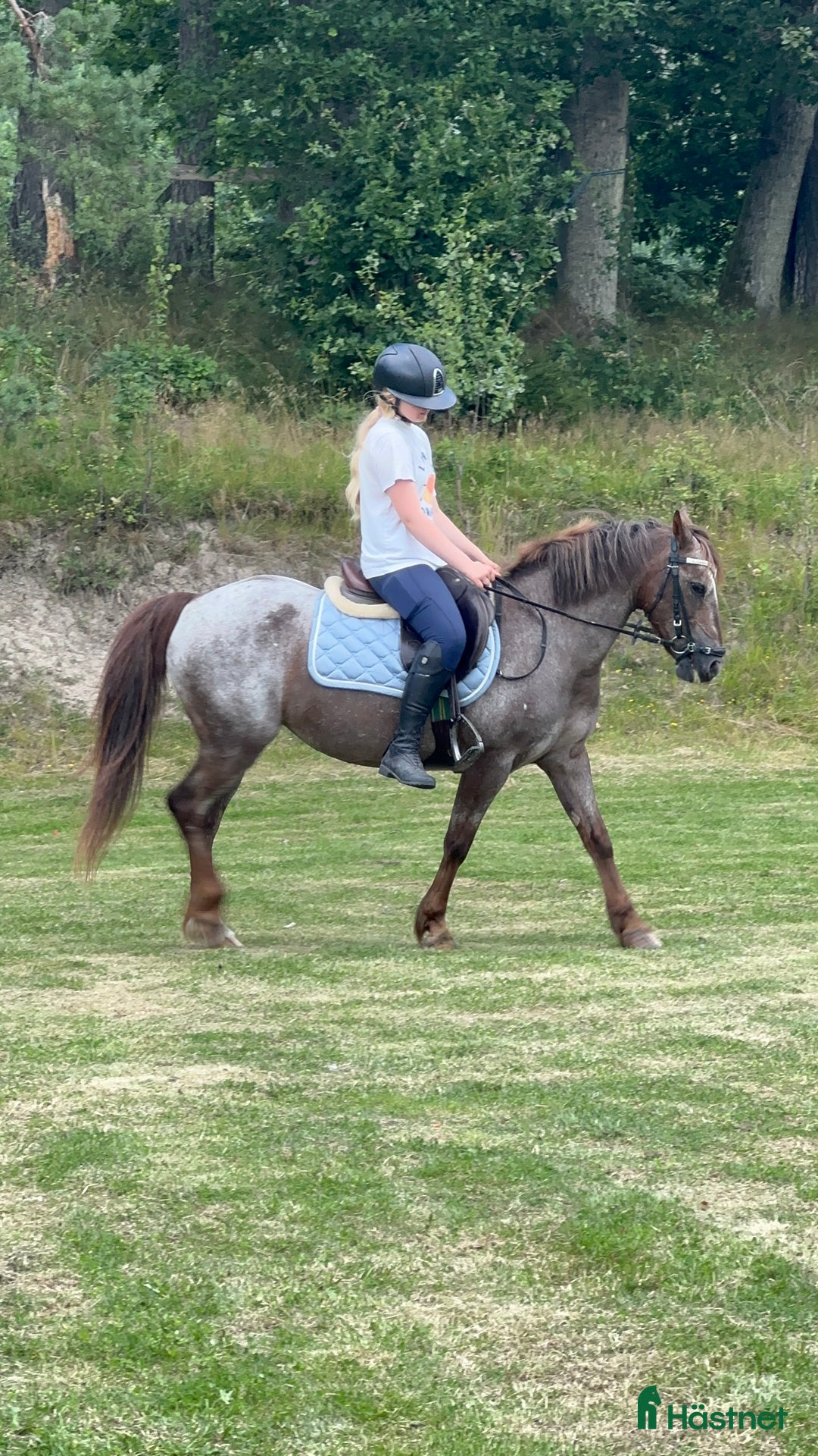 Hoppning hästar till salu: Världens Bästa Ponny i Skepplanda - Annons 3