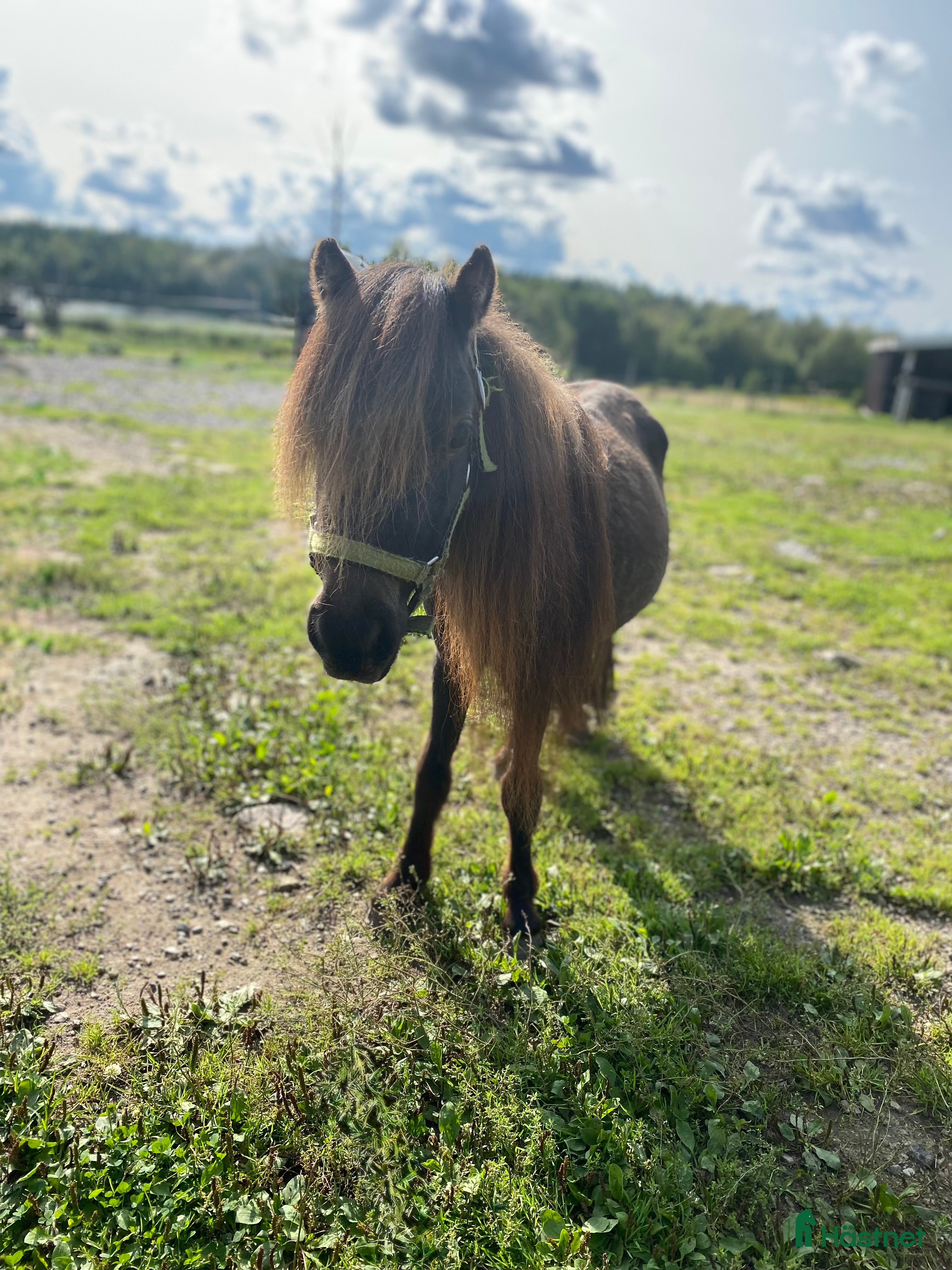  hästar Falabella  - Annons 17