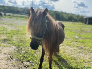 hästar Falabella - Annons 13