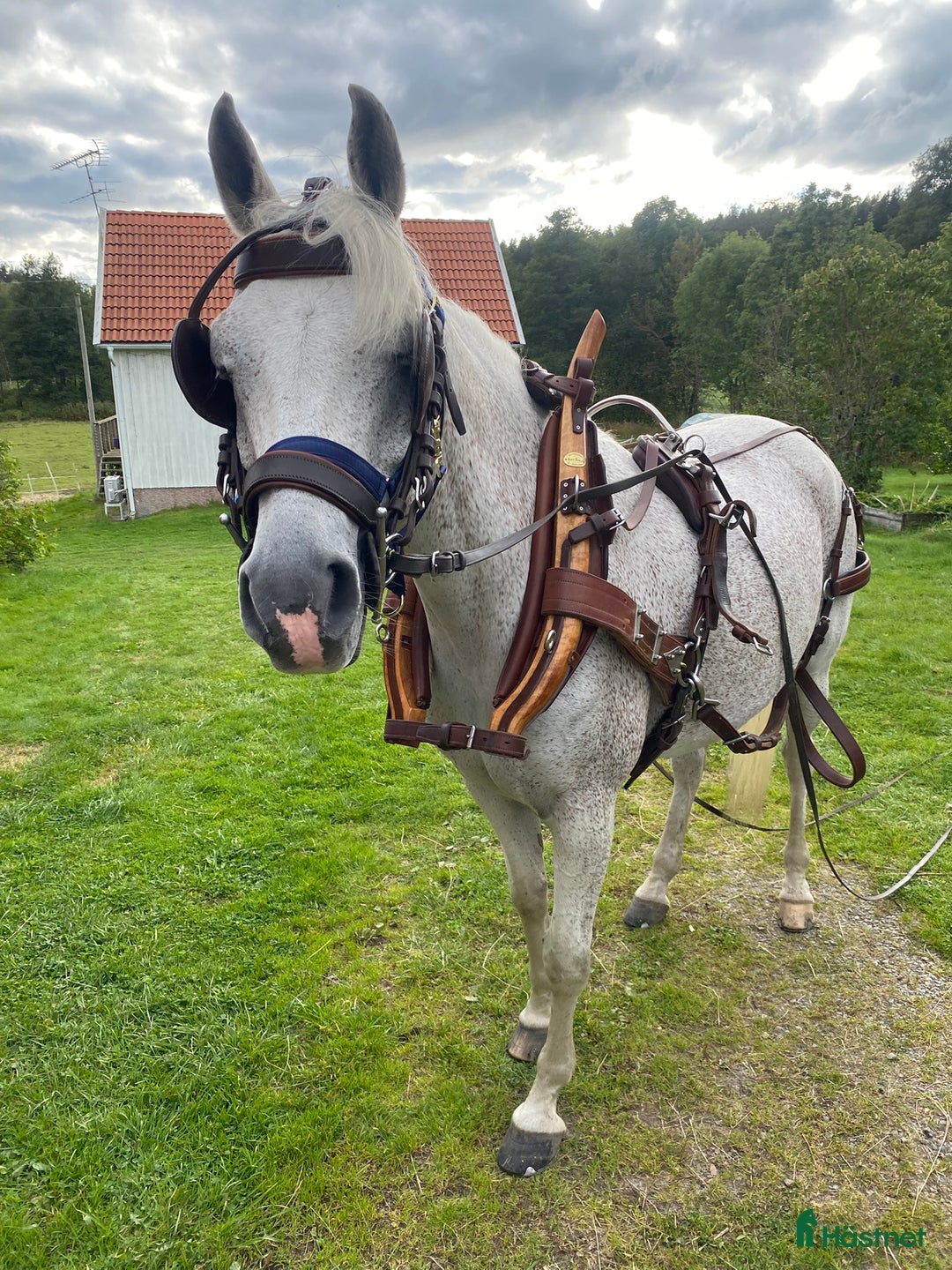 Körselar körning till salu: Komplett nästan ny Svenljunga sele med huvudlag i Kungälv - Annons 2