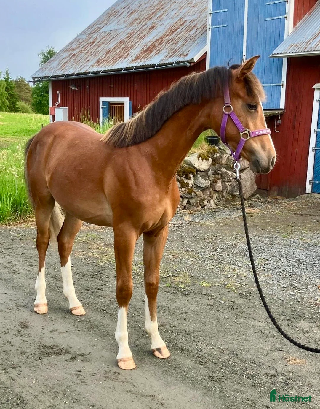 Hoppning hästar till salu: Fin ponny för framtiden  - Annons 5