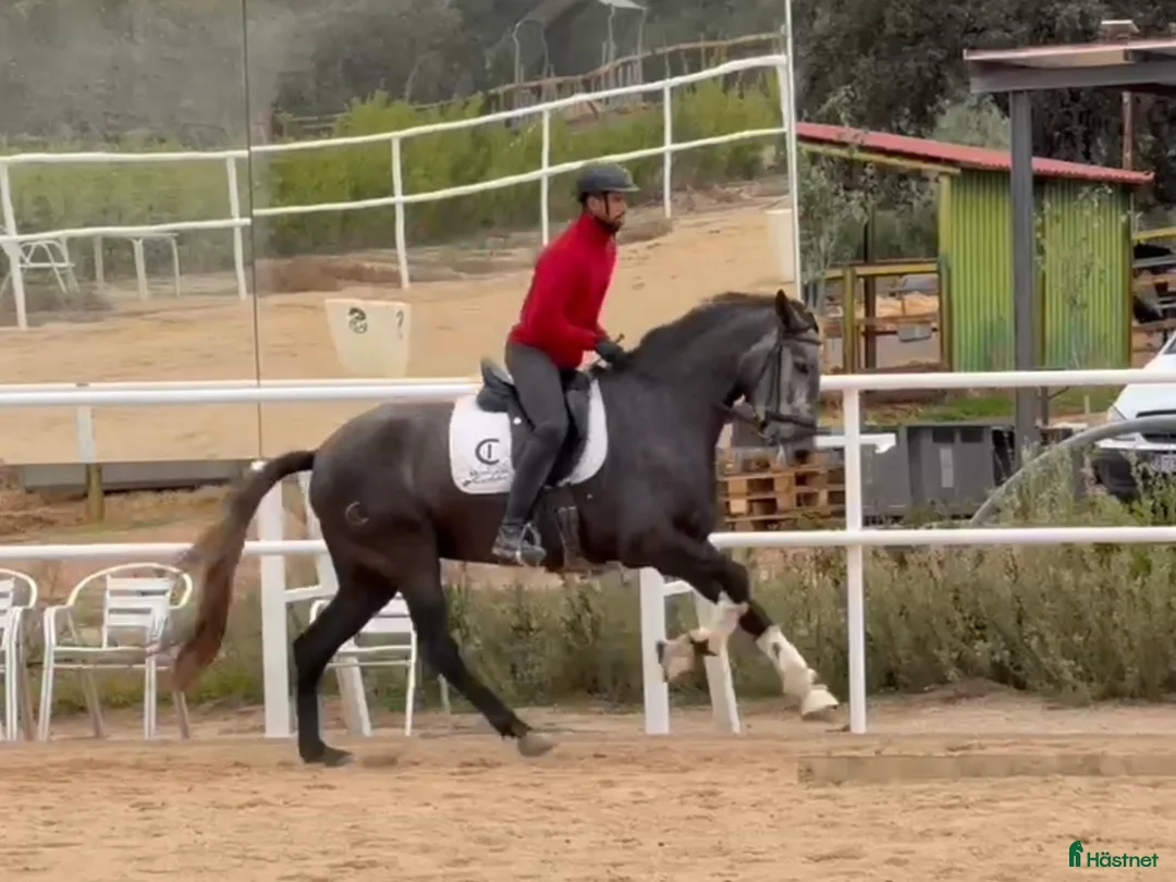 Dressyr hästar till salu: Lovande PRE sto i Coín - Annons 4