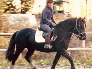 medryttarhäst finnes: Medryttare sökes lånas ev ut på foder/leasing i Västerås - Annons 1