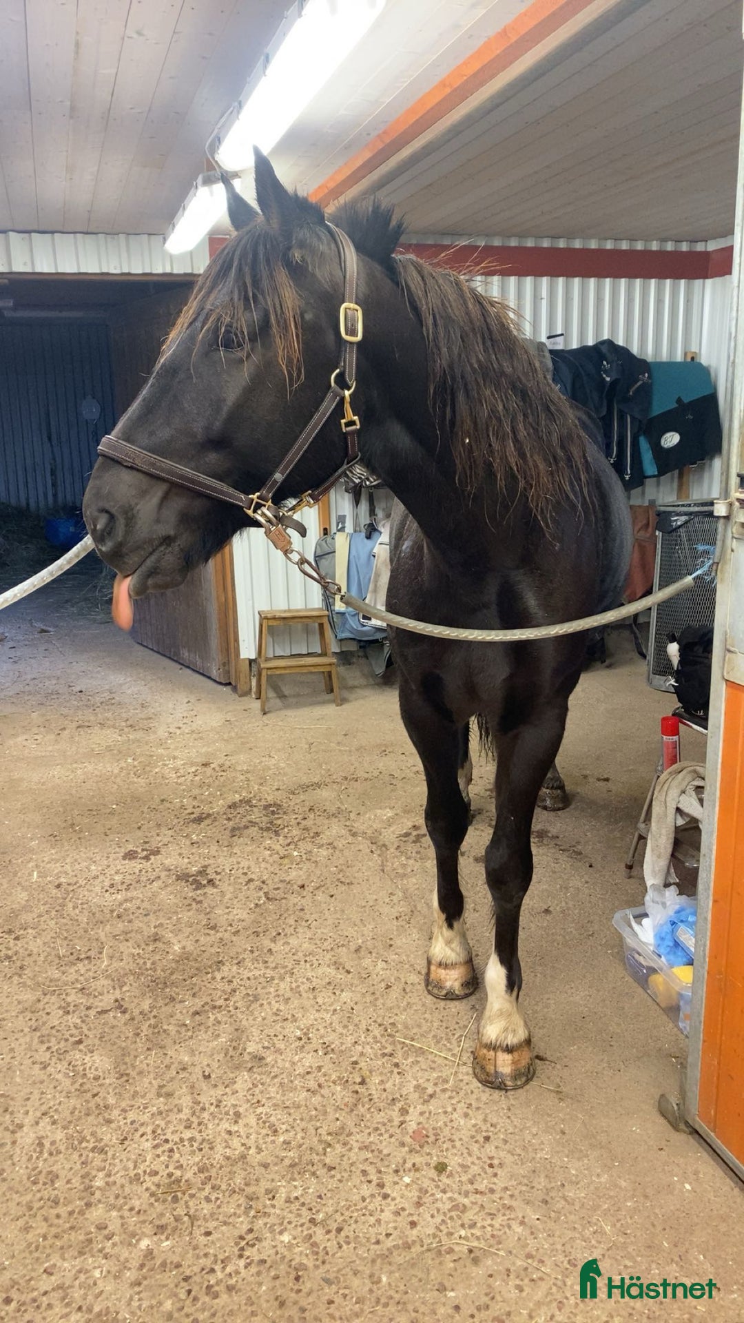 Allround hästar till salu: Snygg kallblodstravare  i Älvdalen - Annons 6