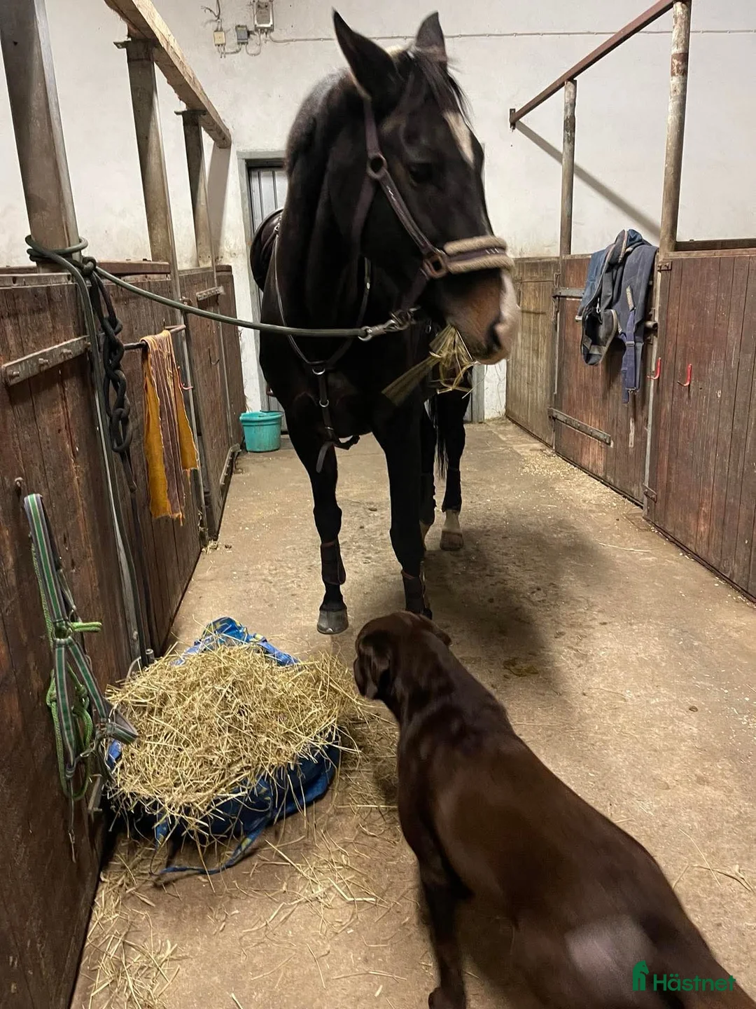  stallplats finnes: Stallplats i mindre stall i Förslöv - Annons 6