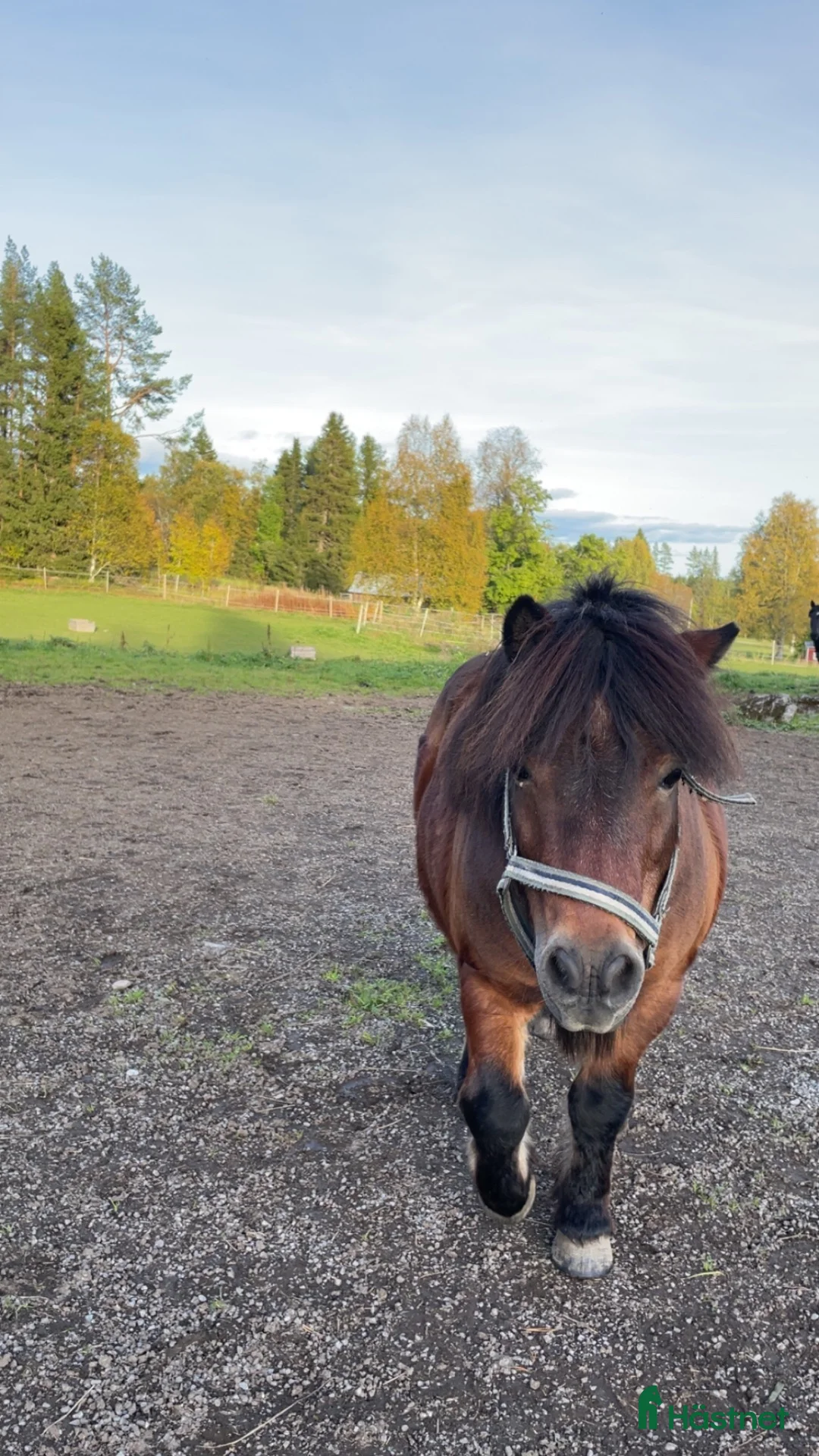  foderhäst finnes: Shettis på foder finnes i Frösön - Annons 1