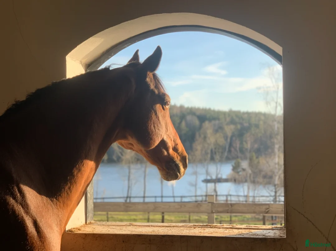 Hoppning hästar till salu: Underbar läromästare - Annons 5