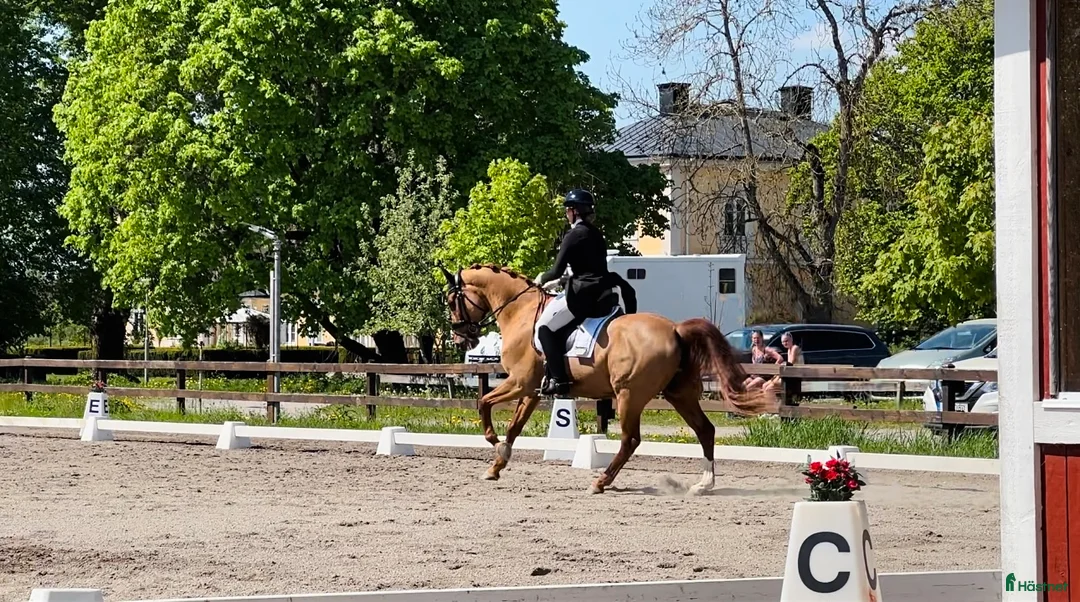 Allround hästar till salu: Lyxig hobbyhäst eller tävlingskompis i Surahammar - Annons 2