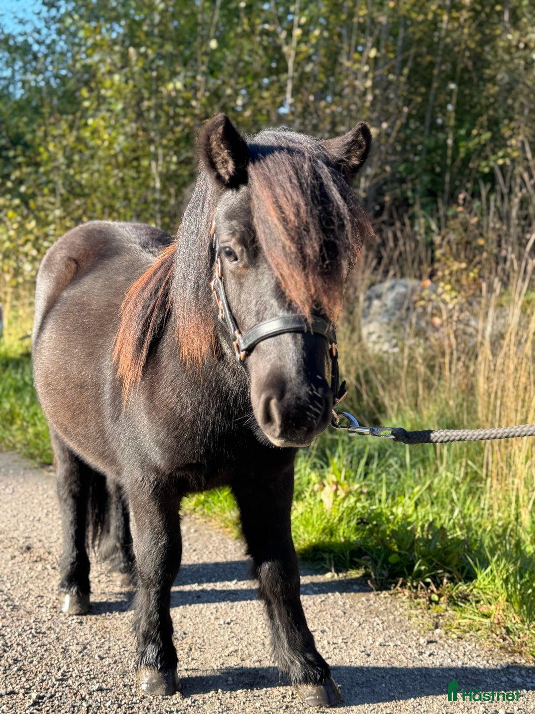 Allround hästar till salu: Välhanterad ettårig valack i Rimbo - Annons 1