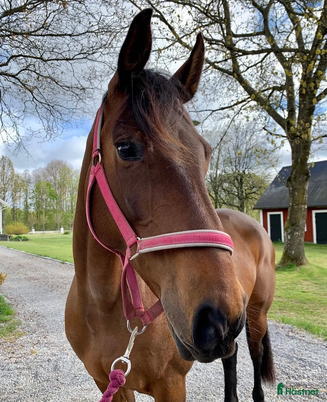 Avelshästar hästar till salu: Fantastiskt avelssto! i Älmhult - Annons 3