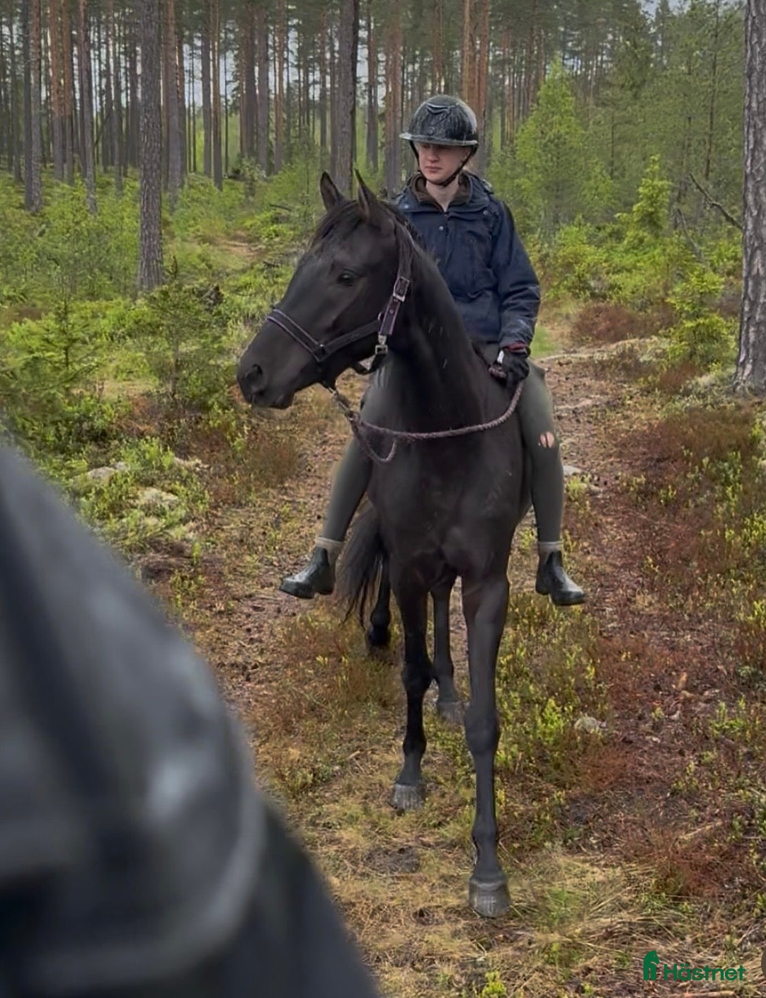  hästar Genomsnäll 4-årig angloarab - Annons 4