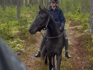 hästar Genomsnäll 4-årig angloarab - Annons 4