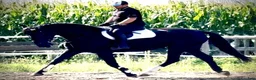 Allround hästar till salu: Black Pearl Waria – Exceptional 5-Year-Old Mare - Annons 12