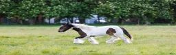 Allround hästar till salu: Vacker irish cob valack unghäst åring  - Annons 3