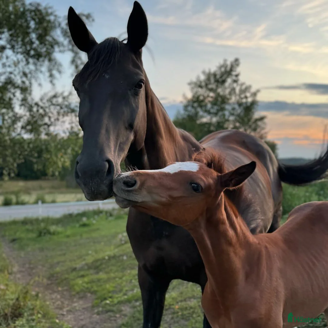  stallplats finnes: STALL eller stalldelar uthyres från 1 Augusti i Märsta - Annons 7