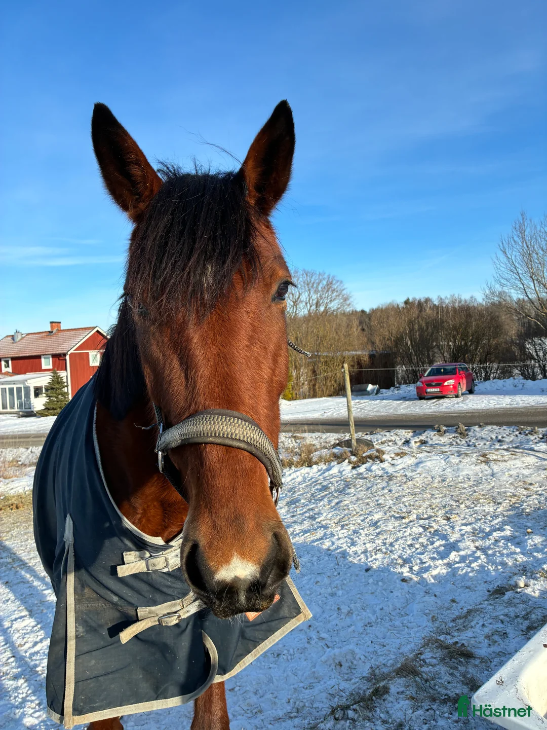 Allround hästar till salu: Ung ridtravare  - Annons 1