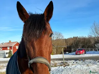 hästar Ung ridtravare - Annons 9