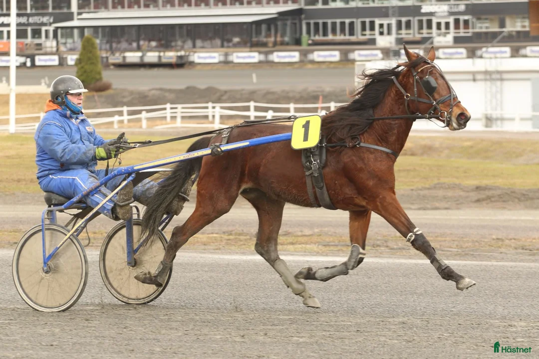 Trav hästar till salu: Travhäst - Annons 6