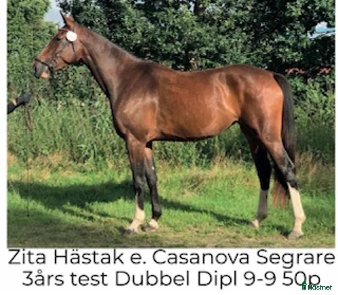 Hoppning hästar till salu: Hopphäst med det där extra, lämplig J-YR häst i Älmeboda - Annons 2