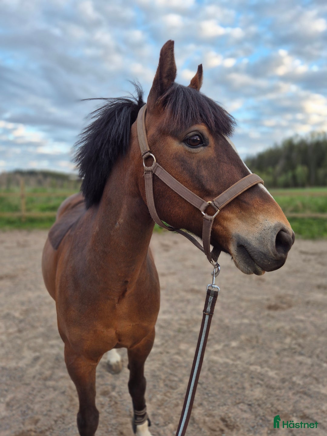 Hoppning hästar till salu: Trevlig Allroundponny  i Landsbro - Annons 2