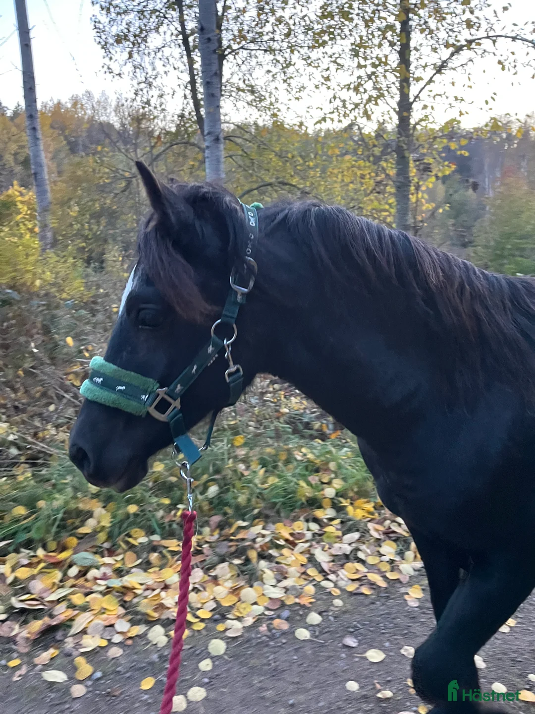 Allround hästar till salu: Snygg, svart hingst i Åtvidaberg - Annons 2