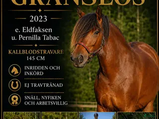 hästar Inridet kallblodssto med ponnymått - Annons 6