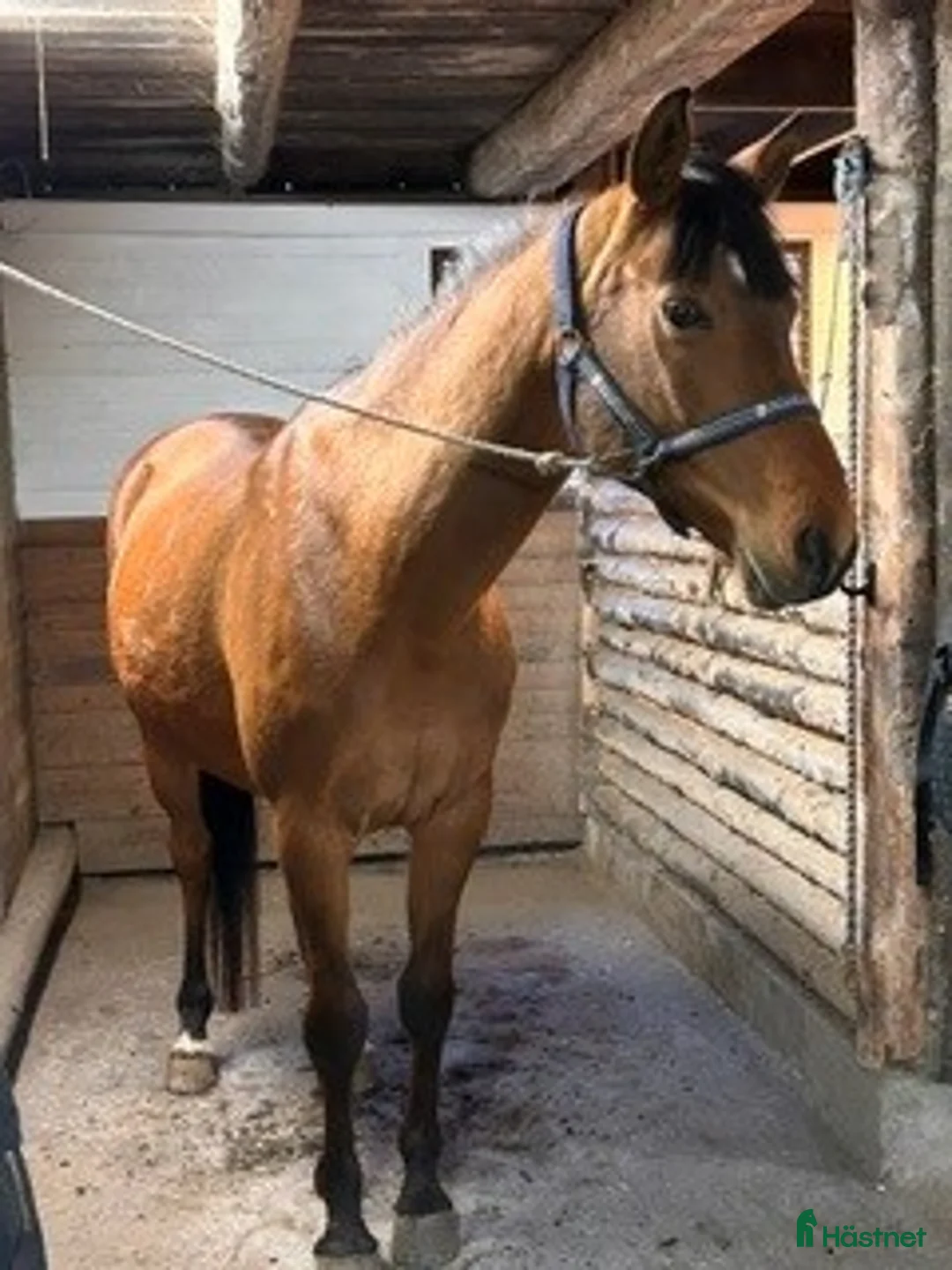 Övrigt hästar till salu: Arab-/halvblodskorsning - Annons 1