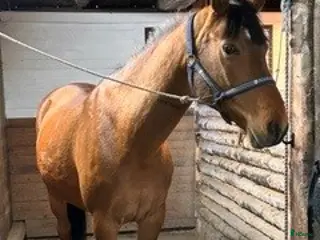 hästar Arab-/halvblodskorsning - Annons 1