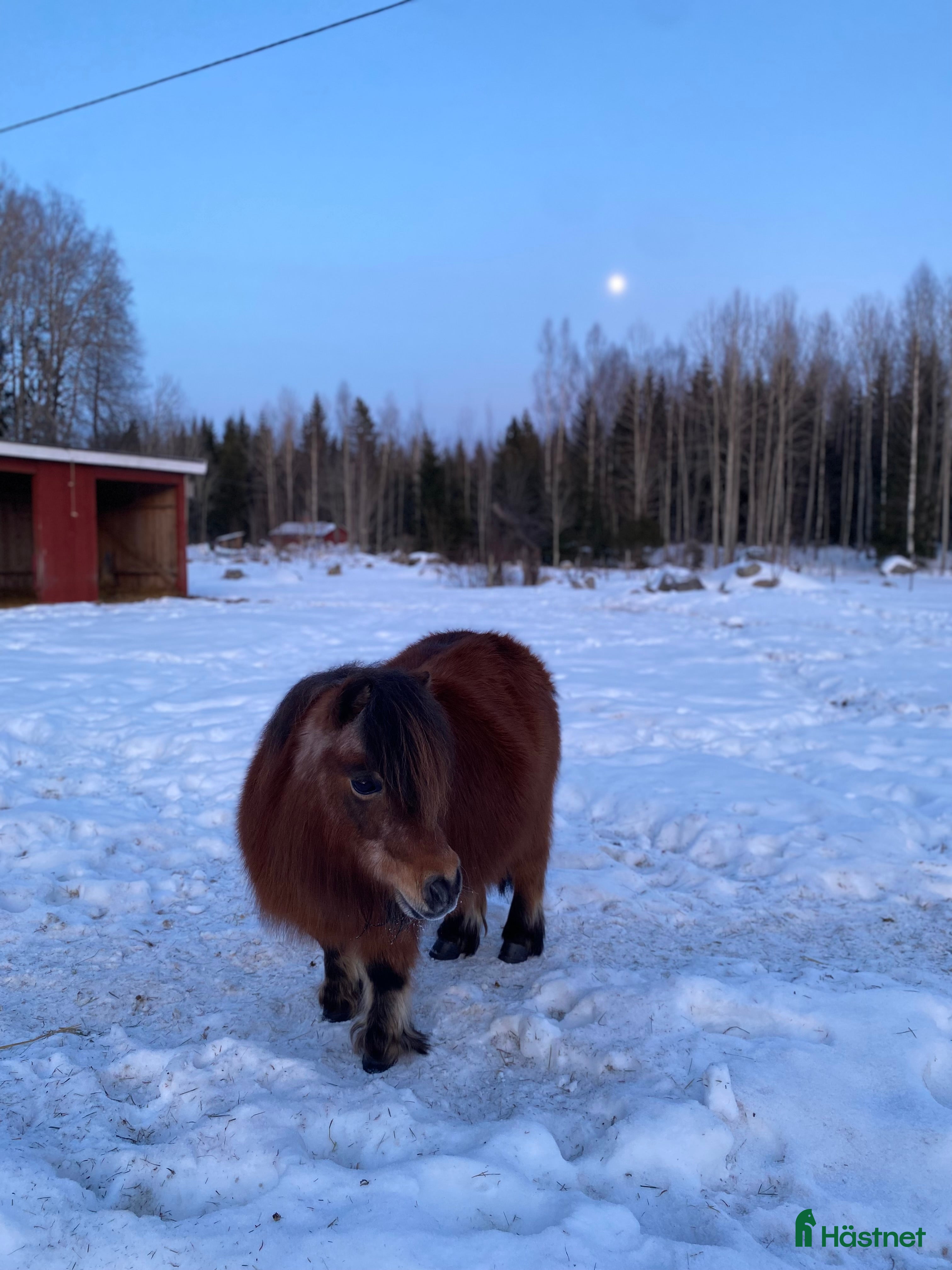  hästar Minishettis söker ett sista ”för-alltid-hem”.  - Annons 1