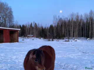 hästar Minishettis söker ett sista ”för-alltid-hem”. - Annons 1