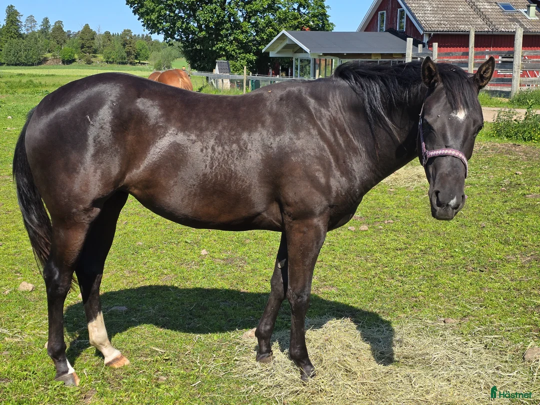 Western hästar till salu: Trevlig och cool paintkille - Annons 3
