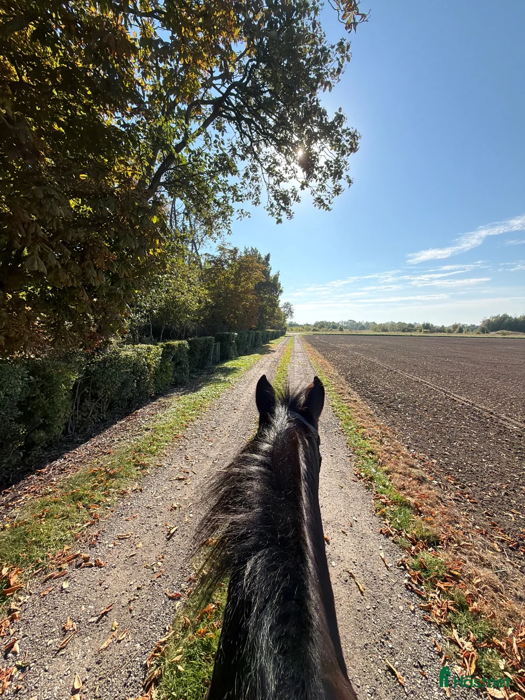  stallplats finnes: Stallplats finns utanför Vellinge - Annons 1