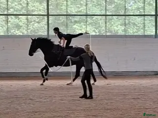 hästar Voltige - Annons 12