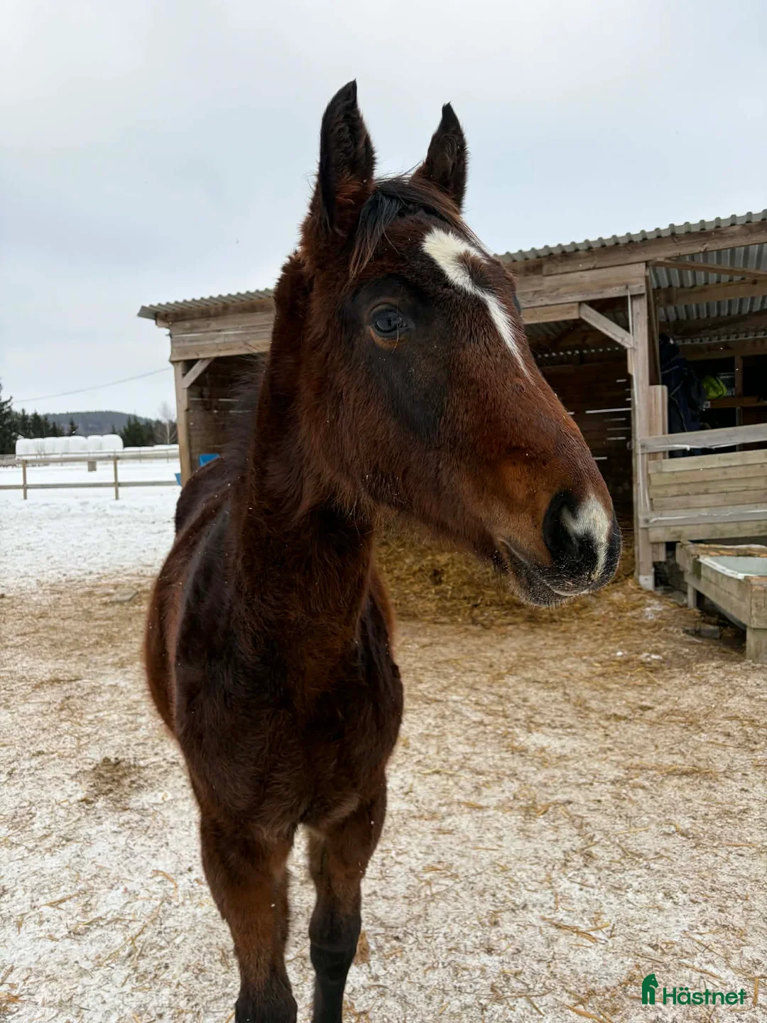 Hoppning hästar till salu: Spännande hoppämne i Oslo - Annons 2