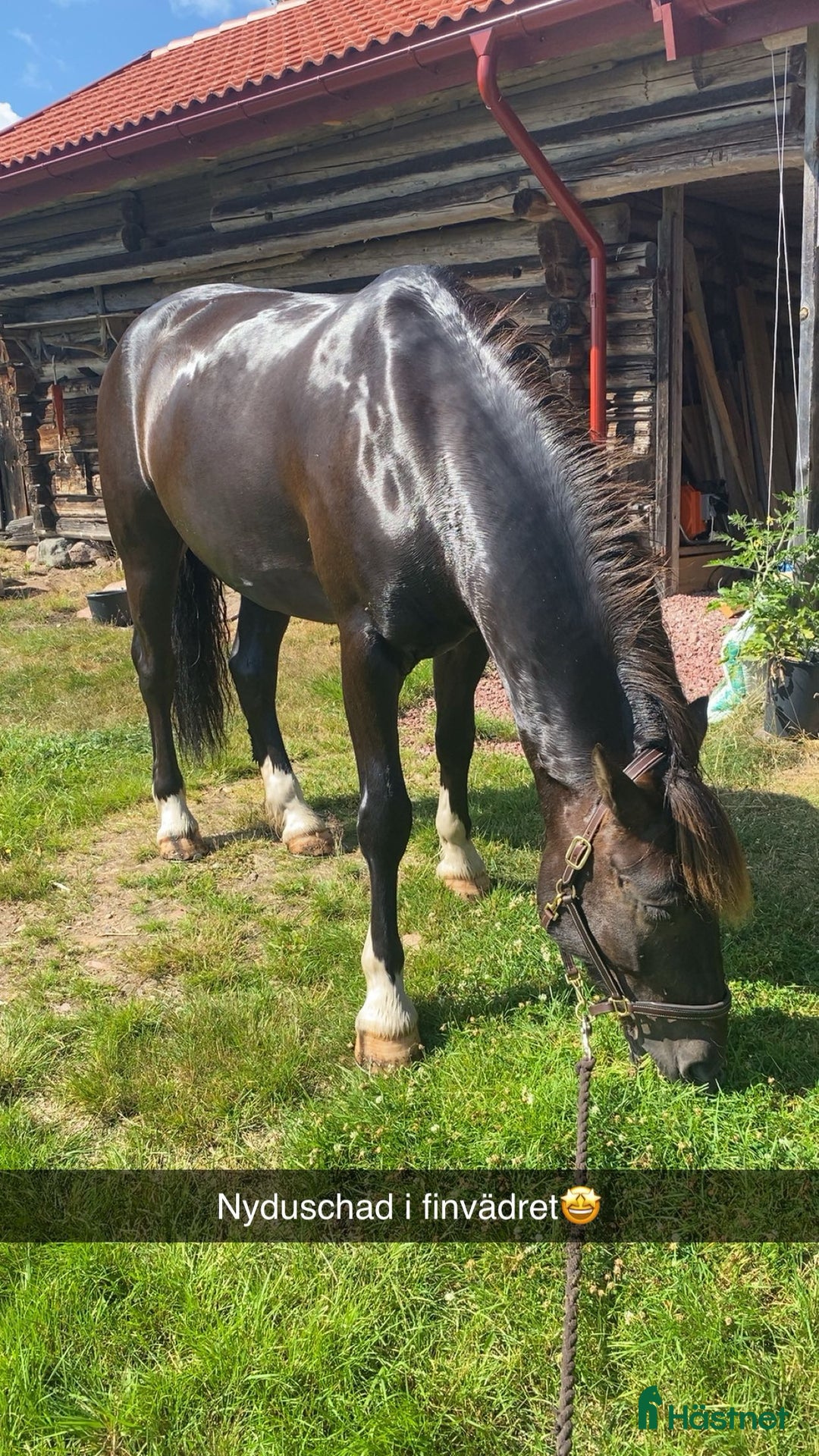 Allround hästar till salu: Snygg kallblodstravare  i Älvdalen - Annons 3