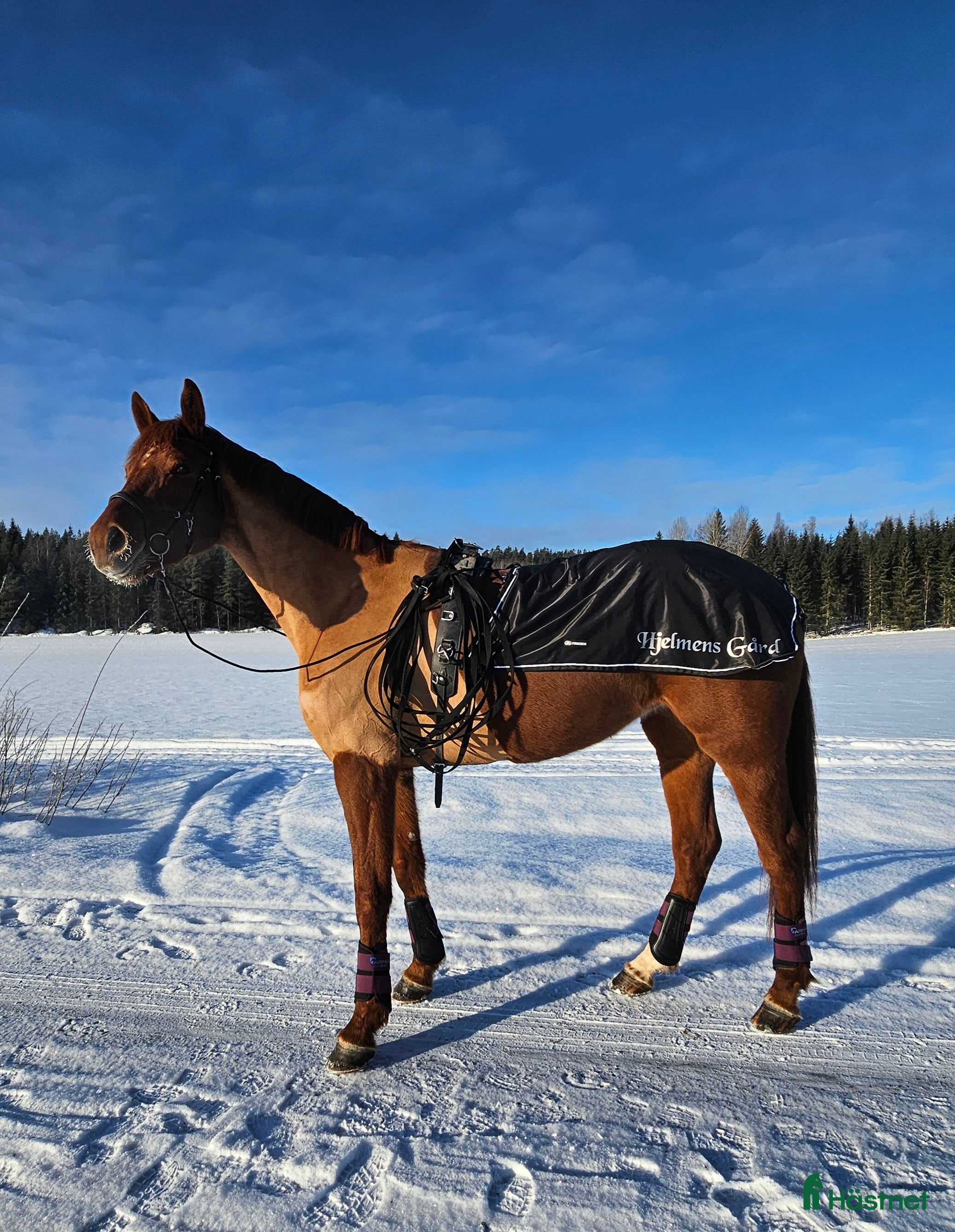  hästar Söker 2 alt 3årigt hbl. - Annons 1