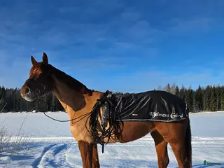 hästar Söker 2 alt 3årigt hbl. - Annons 1