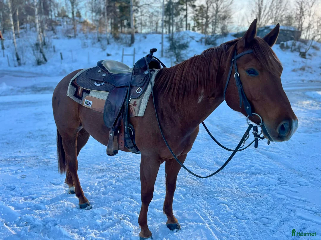 Western hästar till salu: Guldklimt till rätt person! i Bettna - Annons 2